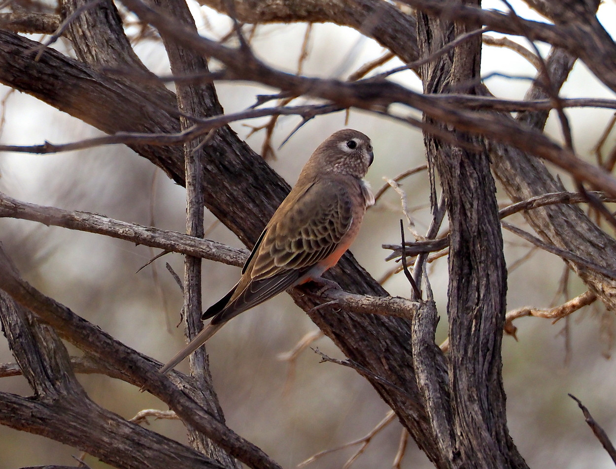 image Bourke's Parrot